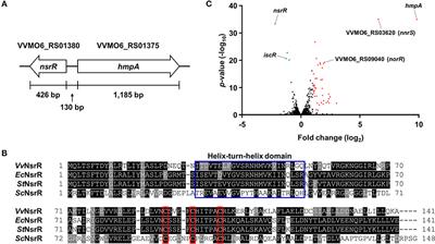 A Nitric Oxide-Responsive Transcriptional Regulator NsrR Cooperates With Lrp and CRP to Tightly Control the hmpA Gene in Vibrio vulnificus